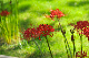image0177