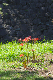 image0194