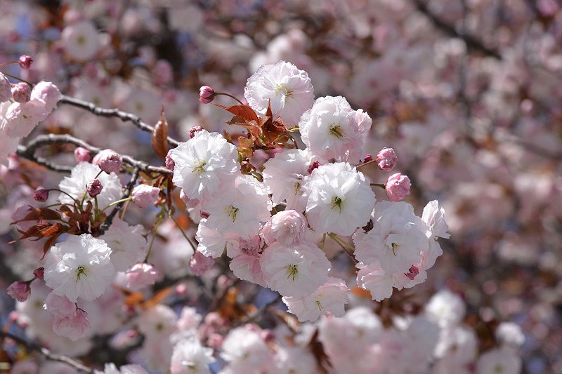 image0146