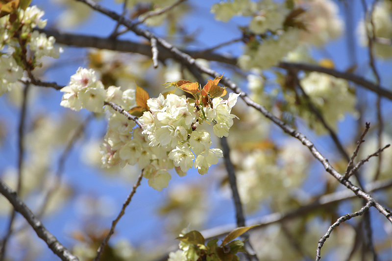 image0177