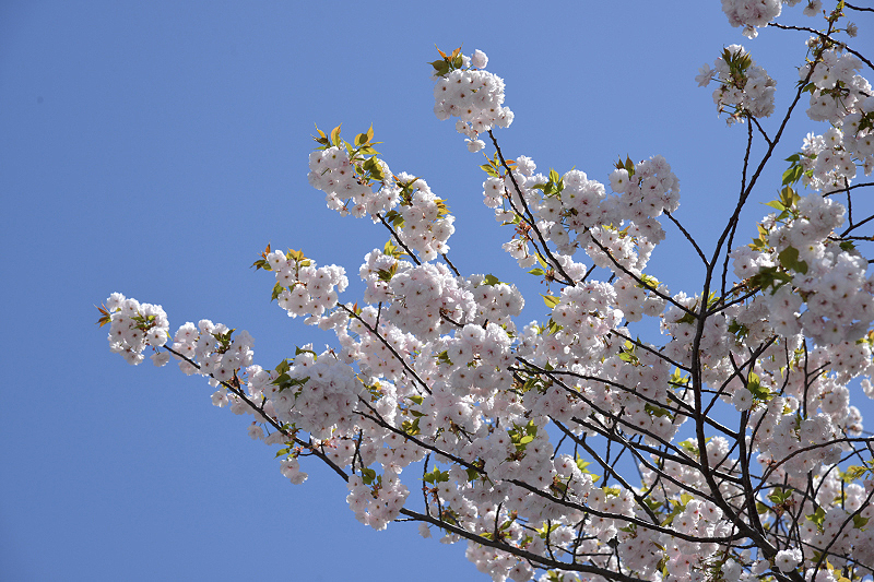 image0207