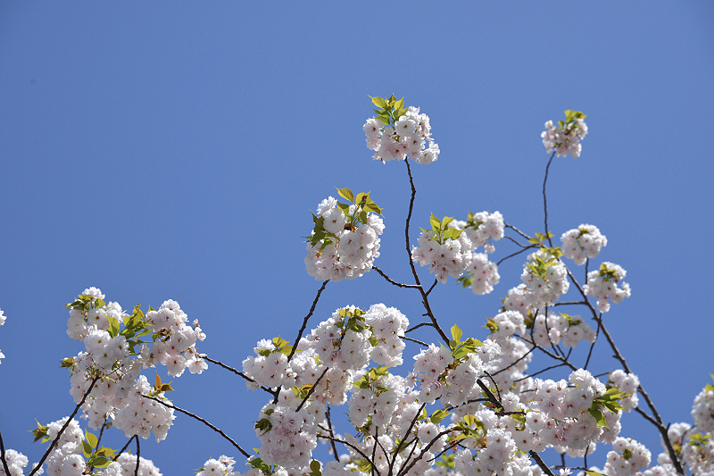 image0212