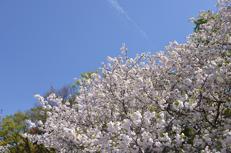 image0239