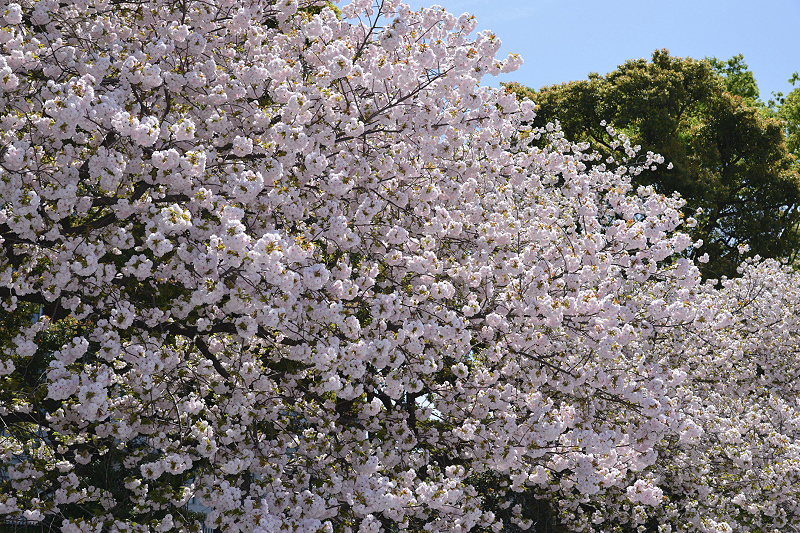 image0253