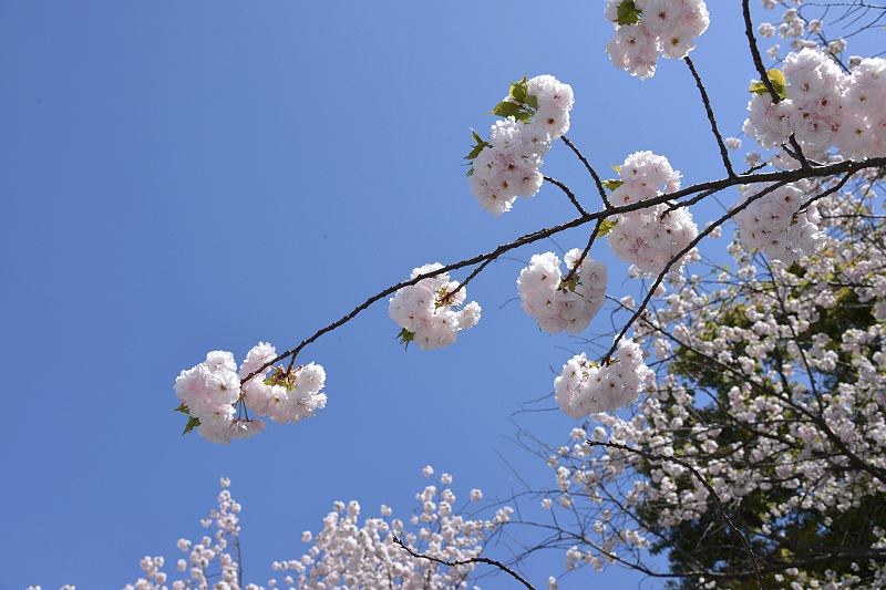 image0275