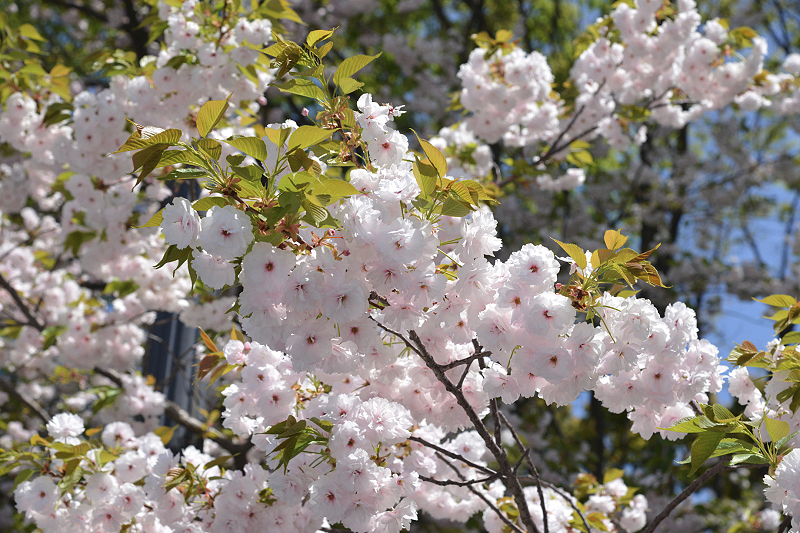 image0284
