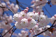 image0131