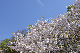 image0239