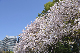 image0259