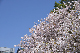 image0260