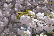 image0266