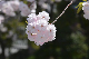 image0273
