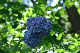 image0323