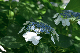 image0333