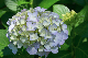 image0342