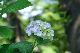 image0345