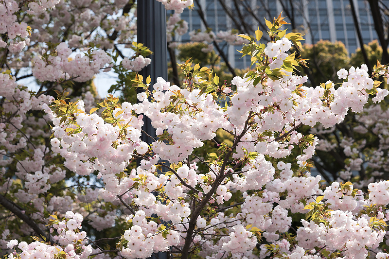 image0253