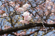 image0137