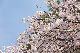 image0225