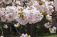 image0233