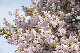 image0261