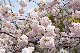 image0286