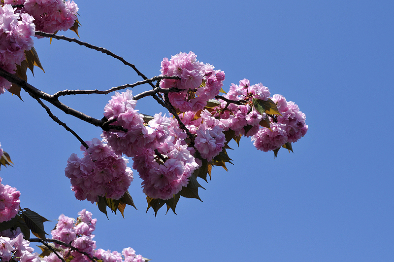 image0106