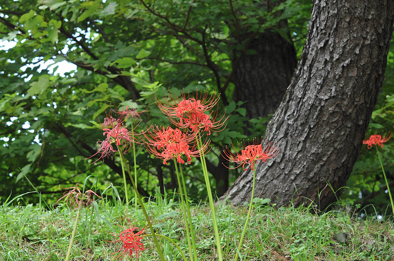 image0077