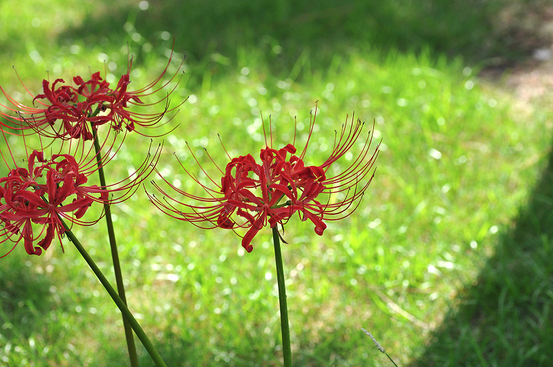 image0109