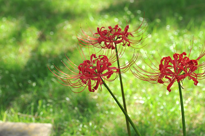 image0110