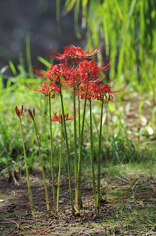 image0117