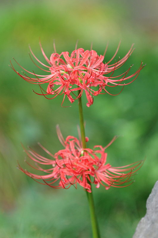 image0135