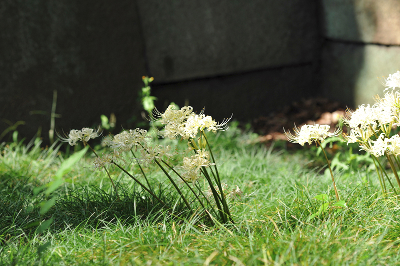 image0138