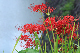 image0096