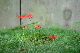 image0133