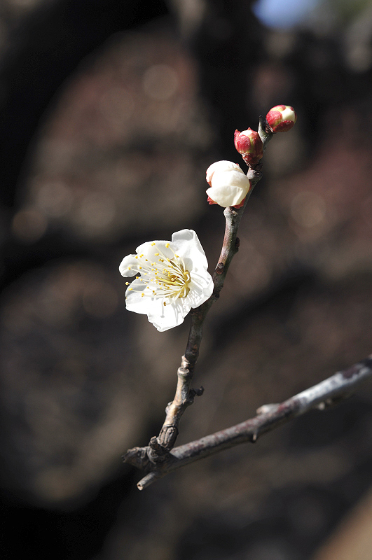 image0115