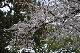 image0177