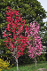 image0187