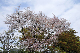 image0198