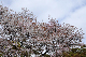 image0199