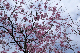image0225