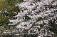 image0250