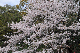 image0251