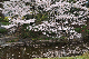 image0260