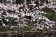 image0263