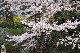image0264