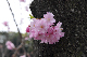 image0340