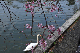 image0342
