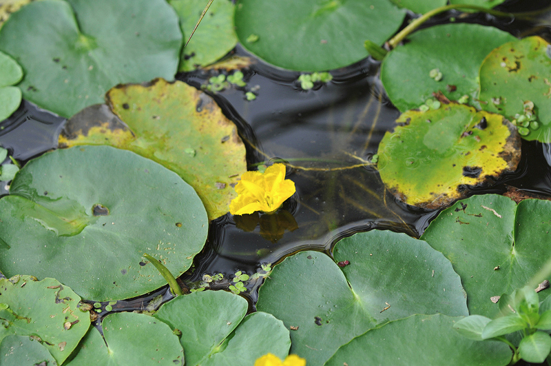 image0075