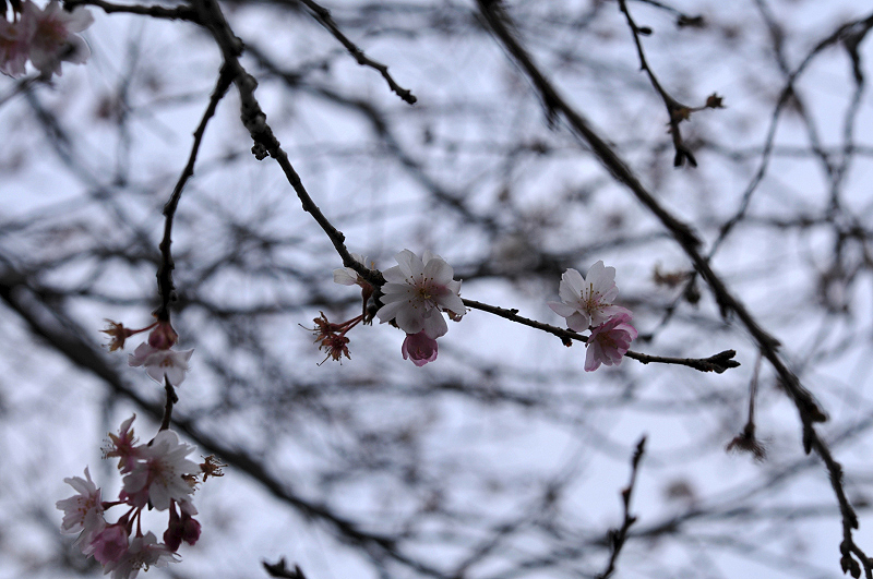 image0077